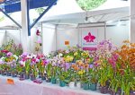 Expo Orquídeas e Bromélias - Pay do Alferes (4)
